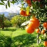 Bed & Breakfast Luxury Le Rocce Villasmundo